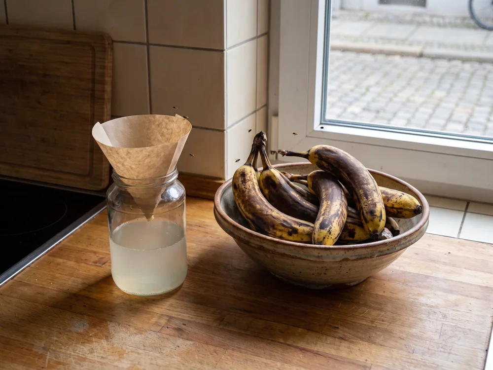 Fruchtfliegen